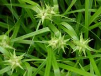Ostřice Grayova (Carex grayi)