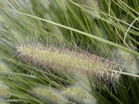 Dochan psárkovitý (Pennisetum alopecuroides)