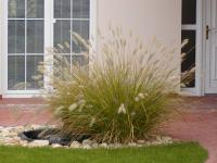 Dochan psárkovitý (Pennisetum alopecuroides)