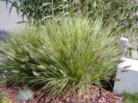 Dochan psárkovitý (Pennisetum alopecuroides)