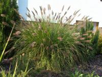 Dochan psárkovitý (Pennisetum alopecuroides)