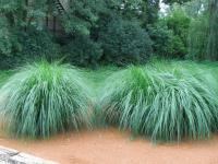 Dochan psárkovitý (Pennisetum alopecuroides)