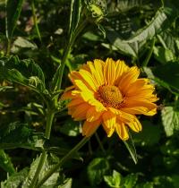 Janeba drsná (Heliopsis helianthoides var scabra) Janeba drsná (Heliopsis helianthoides var scabra)