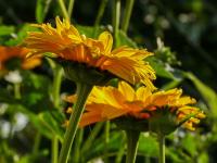 Janeba drsná (Heliopsis helianthoides var scabra) Janeba drsná (Heliopsis helianthoides var scabra)