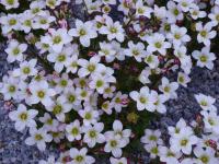 Lomikámen Arendsův (Saxifraga x arendsii) Lomikámen Arendsův (Saxifraga x arendsii)