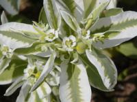 Pryšec vroubený (Euphorbia marginata)