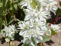 Pryšec vroubený (Euphorbia marginata)