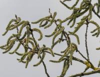 Topol osika (Populus tremula)