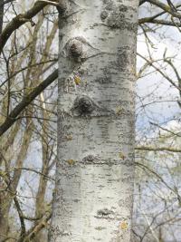Topol osika (Populus tremula)