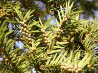 Tis červený (Taxus baccata)