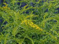 Zlatobýl kanadský (Solidago canadensis) Zlatobýl kanadský (Solidago canadensis)