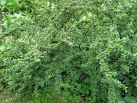 Skalník rozkladitý (Cotoneaster divaricatus)