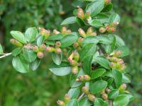 Skalník rozkladitý (Cotoneaster divaricatus)