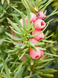Tis červený (Taxus baccata)
