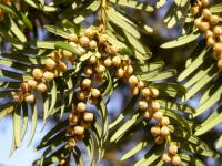 Tis červený (Taxus baccata)