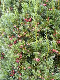 Tis červený (Taxus baccata)