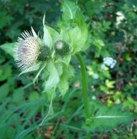 Pcháč zelinný (Cirsium oleraceum)