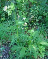 Pcháč zelinný (Cirsium oleraceum)