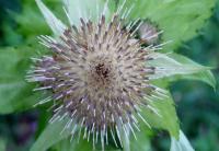 Pcháč zelinný (Cirsium oleraceum)