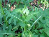 Pcháč zelinný (Cirsium oleraceum)