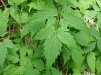 Plamének alpský (Clematis alpina)