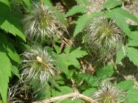 Plamének alpský (Clematis alpina)