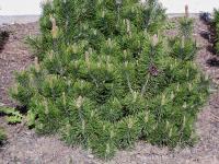 Borovice kleč (Pinus mugo)