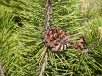 Borovice kleč (Pinus mugo)