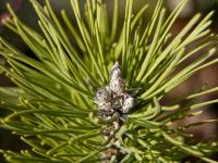 Borovice kleč (Pinus mugo)