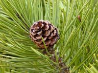 Borovice kleč (Pinus mugo)