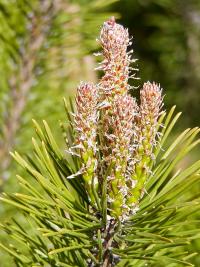 Borovice kleč (Pinus mugo)