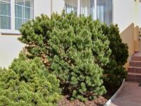 Borovice kleč (Pinus mugo)