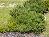 Borovice kleč (Pinus mugo)