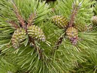 Borovice kleč (Pinus mugo)