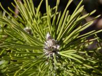 Borovice kleč (Pinus mugo)