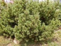 Borovice kleč (Pinus mugo)