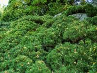 Borovice kleč (Pinus mugo)