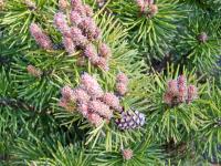 Borovice kleč (Pinus mugo)