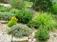 Borovice kleč (Pinus mugo)