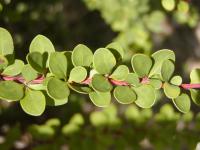 Dřišťál Thunbergův