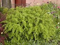 Dřišťál Thunbergův