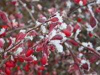 Dřišťál Thunbergův - plody v zimě (Berberis thunbergii)