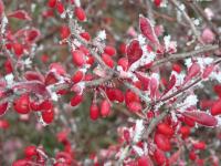 Dřišťál Thunbergův - plody v zimě (Berberis thunbergii)