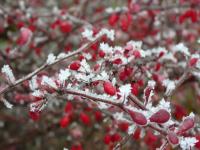 Dřišťál Thunbergův - plody v zimě (Berberis thunbergii)