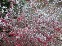 Dřišťál Thunbergův - zimní habitus (Berberis thunbergii)