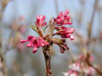 Kalina vonná (Viburnum farreri)
