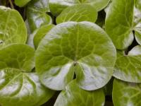 Kopytník evropský (Asarum europaeum)