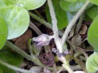 Kopytník evropský (Asarum europaeum)