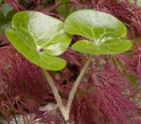 Kopytník evropský (Asarum europaeum)