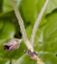 Kopytník evropský (Asarum europaeum)